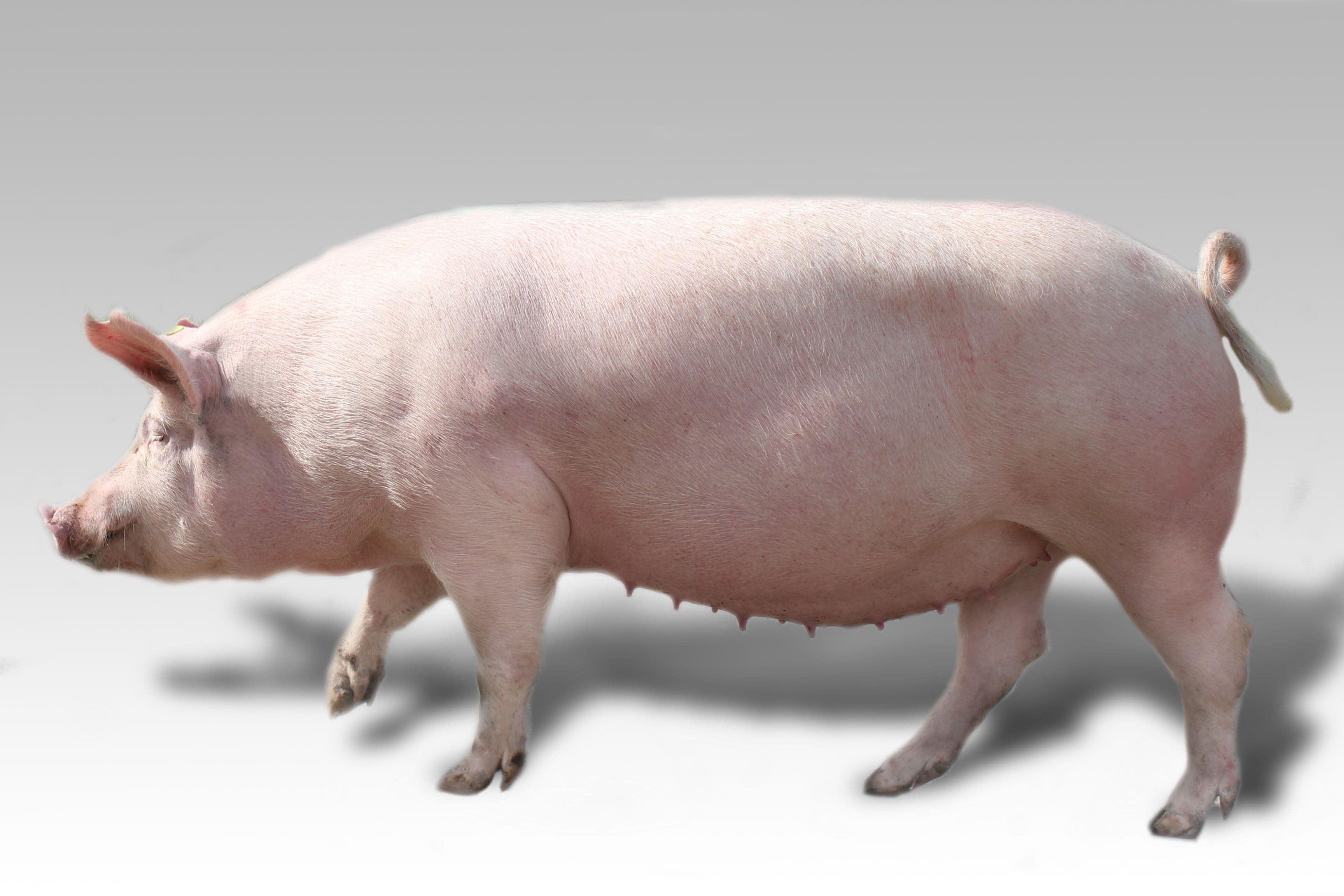 Полнорационные корма для свиней